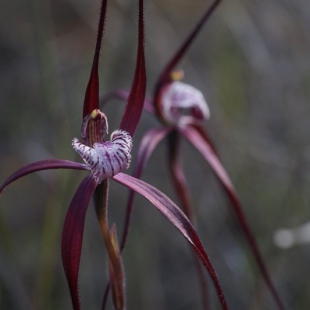 Caladenia chapmanii